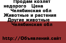 Продам козлят недорого › Цена ­ 2 500 - Челябинская обл. Животные и растения » Другие животные   . Челябинская обл.